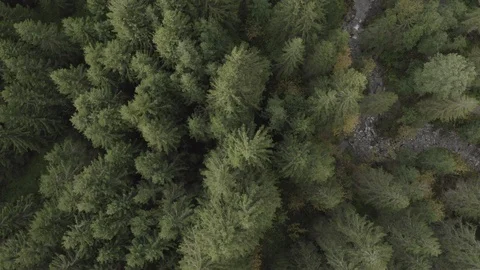 Pine Eye View  - DJI Mavic Pro 2 - 4K - 23.98 fps - Megeve, FRA Stock Footage 122334750