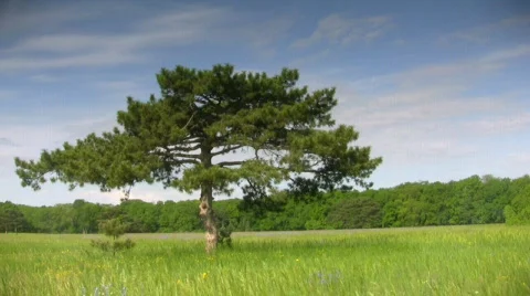 Pine in the field Stock Footage