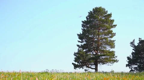 Pine in the field Stock Footage 66418734