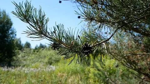 Pine In The Field Vídeos de archivo 94742287