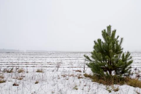 Pine in the field in winter. Stock Photos