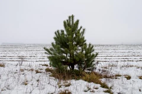 Pine in the field in winter. Stock Photos