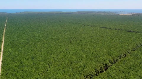 Pine fields plantation Stock Footage 256084648