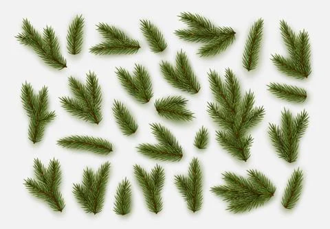 Pine fir branches. Spruce branches realistic. Christmas tree Set isolated on  Stock Illustration