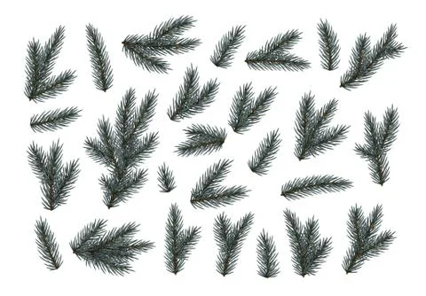 Pine fir branches. Spruce branches realistic. Christmas tree Set isolated on  Stock Illustration