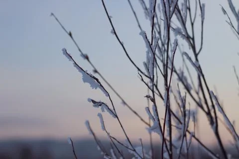Pine Fir Tree Branches covered with White Frost and Snow in Winter Sunset Dawn Stock Photos