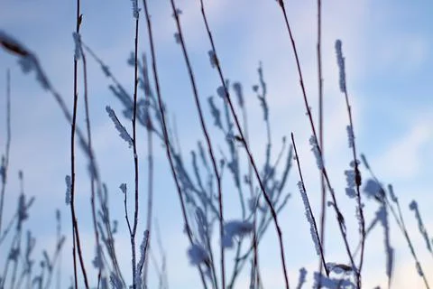 Pine Fir Tree Branches covered with White Frost and Snow in Winter Sunset Dawn Stock Photos