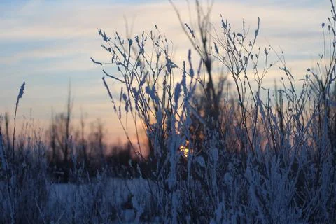 Pine Fir Tree Branches covered with White Frost and Snow in Winter Sunset Dawn Stock Photos