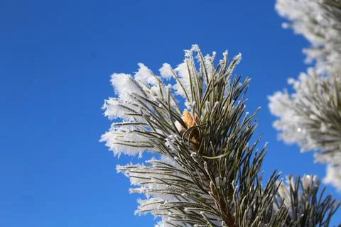Pine Fir Tree Branches covered with White Frost and Snow in Winter Stock Photos