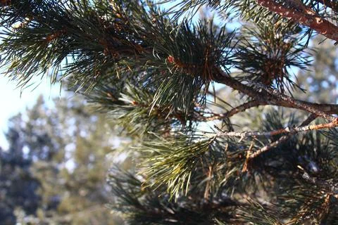 Pine Fir Tree Branches covered with White Frost and Snow in Winter Stock Photos