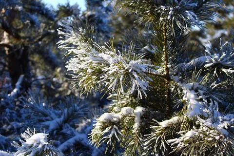 Pine Fir Tree Branches covered with White Frost and Snow in Winter Stock Photos