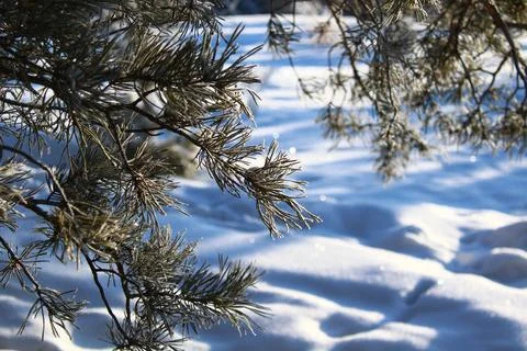 Pine Fir Tree Branches covered with White Frost and Snow in Winter Foto stock