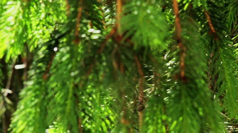 Pine fir tree Stock Footage 5186102