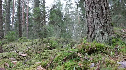 Pine, fir trees forest evergreen wood footage Stock Footage 48899591