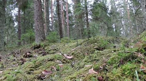 Pine, fir trees forest evergreen wood footage Video stock 48899822
