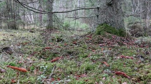 Pine, fir trees forest evergreen wood footage Video stock 48900637