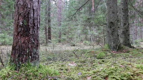 Pine, fir trees forest evergreen wood footage Video stock 48901639