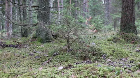 Pine, fir trees forest evergreen wood footage Stock Footage 48903984