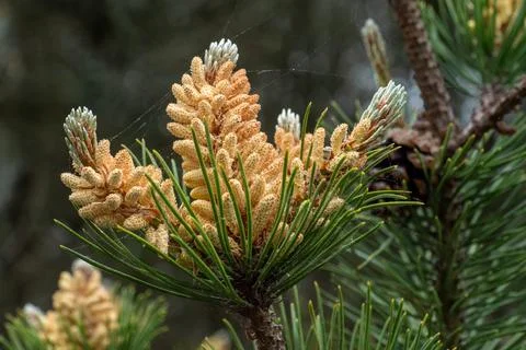 Pine Flower 01 Stock Photos