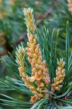 Pine flower close up Stock Photos
