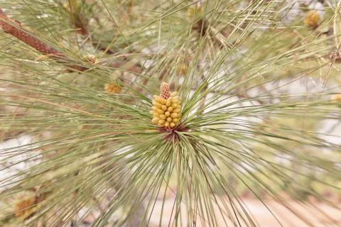 The pine flower in summer forest. Stock Photos