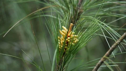 Pine flower on the tree with a natural background Stock Photos