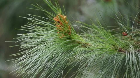 Pine flower on the tree with a natural background Stock Photos