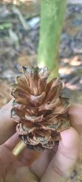 Pine flowers Foto stock