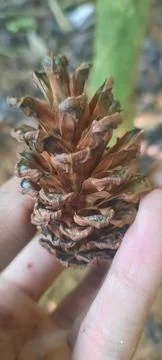 Pine flowers Foto stock