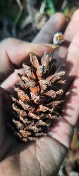 Pine flowers Stock Photos