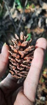 Pine flowers Foto stock