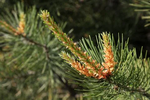 Pine flowers in the wild Stock Photos