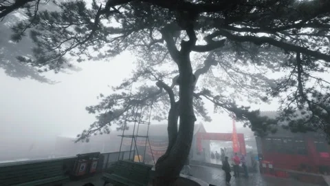 Pine in the fog Stock Footage 244575102