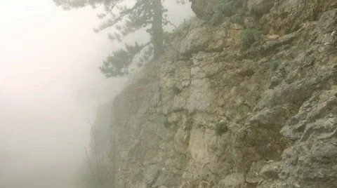Pine in fog on mountain slope. Stock Footage 401663