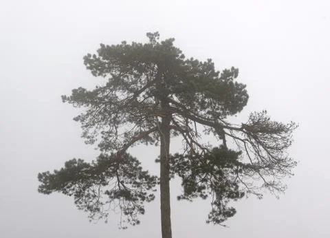 Pine in the fog Foto stock