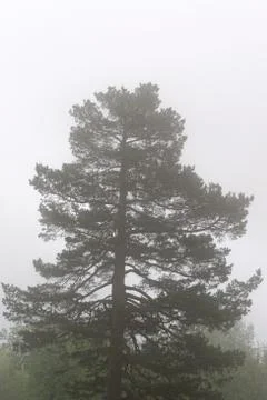 Pine in the fog Stock Photos