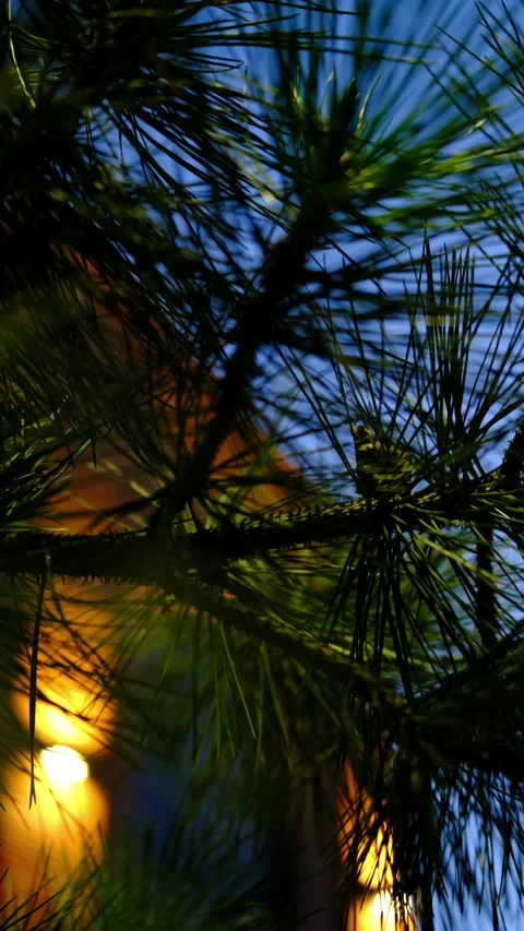 Pine foliage, city brick old buildings, evening lights. bright Stock Footage 280234206