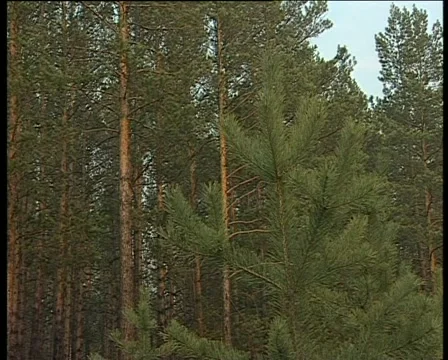 Pine Stockbeeldmateriaal 1014002