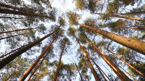 Pine Stock Footage 1807932