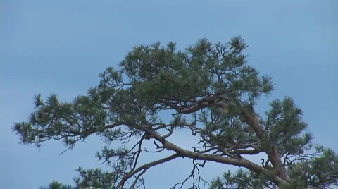Pine Stock Footage 5479015