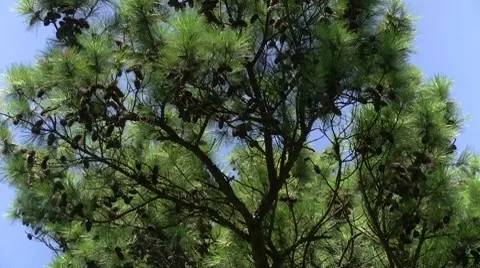 Pine Stock Footage 8601294