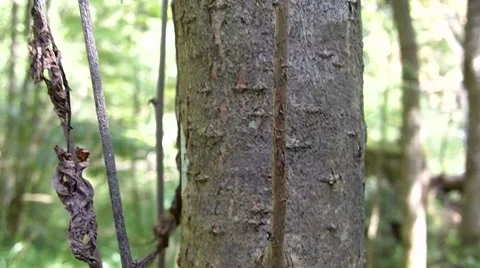 The pine Stock Footage 8662719