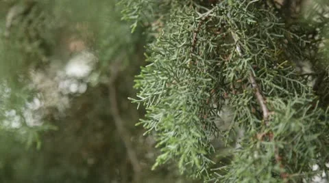 Pine Stock Footage 10734564