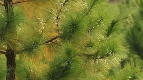 Pine Vídeos de archivo 12196441