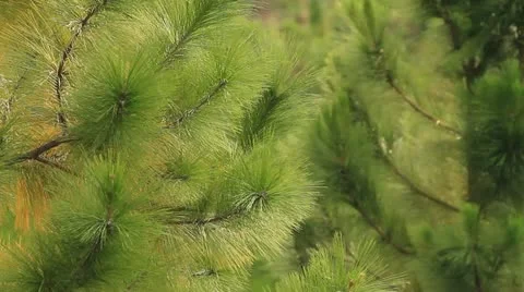 Pine Video stock 12201468