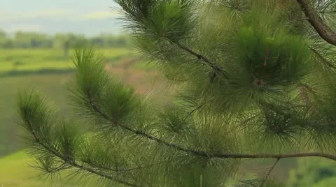 Pine Stock Footage 12202085