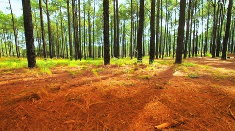 Pine Vídeo Stock 26001978