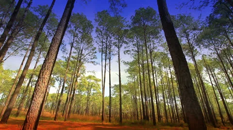Pine Stock Footage 26099098
