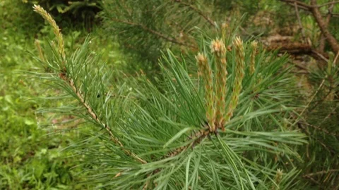 Pine Vídeo Stock 94373369