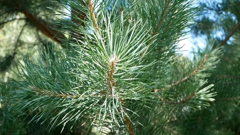 Pine Vídeo Stock 94742242